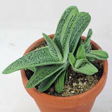 If you want seeds, let the flowers dry naturally on the plant, and prune once the seeds drop. Gasteria Little Warty