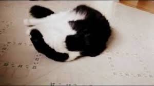 For humans olives are great since they supply us with vitamin a & c, however, cats produce their own vitamin c and vitamin a can be found in the flesh. Funny Cat Reaction To Olives Youtube