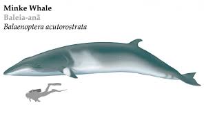 The whales prefer cooler temperatures and enjoy a varied diet of krill and schooling fish, according to. Minke Whale Azores Whale Watching Terra Azul