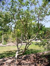 Hi everyone, just wondering if anyone has had experience growing guava trees in the south sf bay area? Psidium Guajava Tropical Guava Guajava Toptropicals Com