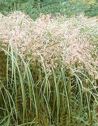Image result for Cyperus longus