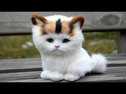 Dunyanin En Ilginc Ve Ender Bulunan 11 Kedi Irki Youtube
