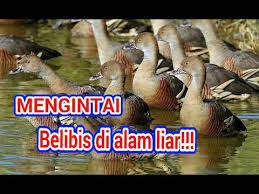 • sekiranya kemarau yang berpanjangan berlaku, perubahan dalam ekosistem seperti ini akan mengganggu keseimbangan antara populasi yang ada di sawah padi. Mengintai Burung Belibis Di Alam Liar Youtube