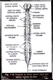 Cranial Nerves In Man Origin Nature Distribution And Function