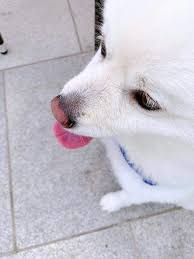 Rm bts bikin army meleleh, rayakan ulang tahun monie si anjing kesayangan dengan cara yang manis, simak selengkapnya di sini. Weverse Bts Rm Monie Y Yo C Army S Mexico Bts Facebook