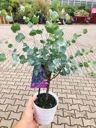 Eukalyptus Azura Blaugummibaum Stammchen In 2020 Pflanzen Eukalyptus Azura Eukalyptus