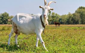 Maybe you would like to learn more about one of these? How To Say Goat In Italian What Is The Meaning Of Capra Ouino