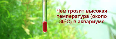 Chem Opasna Vysokaya Temperatura V Akvariume