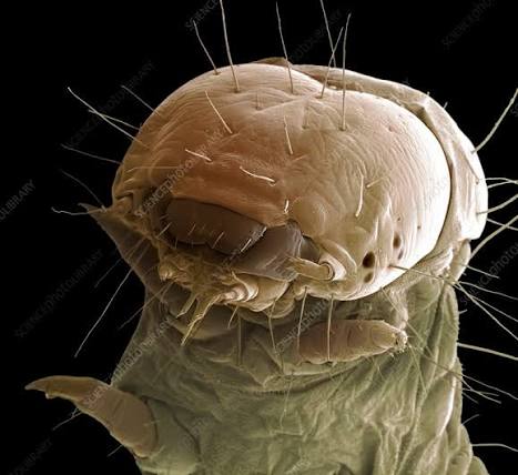 Woodworm, SEM - Stock Image - C010/7963 - Science Photo Library
