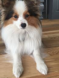 Find dogs and puppies for sale, near you and across australia. Poshie Puppy Cute Dogs Puppies Dogs