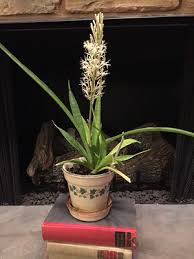 Image result for Sansevieria parva