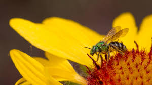 There is no queen bee and therefore every female is fertile. Cool Colorado Bees Audubon Rockies
