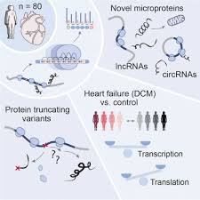 The Translational Landscape Of The Human Heart Sciencedirect