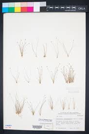 Image result for Eleocharis atropurpurea