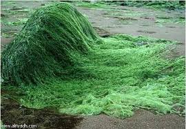 كيفية الاستفادة من الطحالب الخضراء والخضراء المزرقة من الناحية البيئية