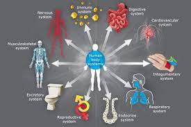 The 11 Body Systems Description Body Systems Human Body Systems Excretory System