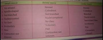 If you have trouble learning chemistry for class 11 then you can use the class 11 chemistry solutions that are given in detail. Difference Between Smooth Muscle And Skeletal Muscle And Cardiac Muscle Brainly In