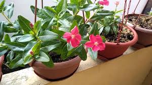Bila kita rutin merawatnya maka bunga vinca kita bisa. Bunga Vinca Tapak Darah Youtube