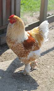 Pin On Country Living Farm Life