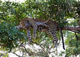 6 Tips For Landing A Job As A Wildlife Biologist Wildlife Biologist Wildlife Travel Wildlife