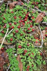 Image result for Pentanisia