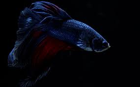 Check spelling or type a new query. Hd Wallpaper Baby Cat Baby Boy Red Betta Fish Funny Funny Wallpapers Wallpaper Flare