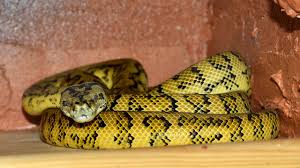 Check spelling or type a new query. Itulah Arti Mimpi Ular Warna Kuning Paramimpi Paranormal Mimpi