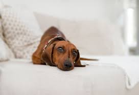 Maybe you would like to learn more about one of these? Why Is My Dog Peeing On My Bed Plus Practical Tips On How To Stop It