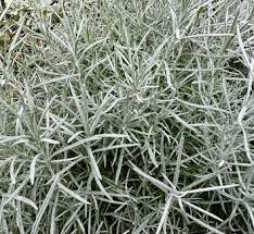 Image result for Helichrysum lastii