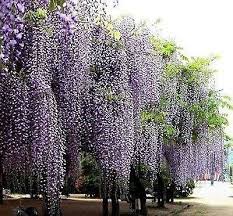 Purple Wisteria 5 Seeds Chinese Wisteria Wisteria Tree Purple Wisteria