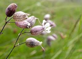 Image result for Silene abyssinica
