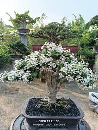 Image result for Malpighia coccigera