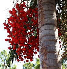 Image result for Ptychosperma elegans