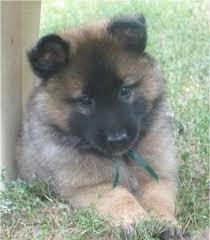 Maybe you would like to learn more about one of these? Belgian Tervuren Dog Breed Information And Pictures