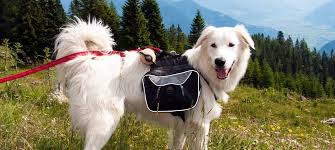 Urlaub mit hund bei alpine slowness in bad kleinkirchheim. Ferienhaus Urlaub Schwarzwald Mit Hund Auch Eingezaunte Garten