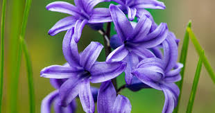 Image result for Bonatea pulchella