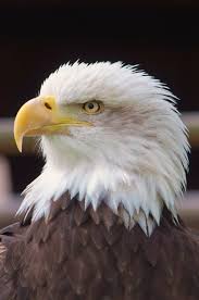 Looking for the best wallpapers? Eagle Wallpapers Free Hd Download 500 Hq Unsplash