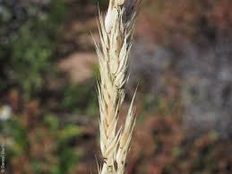 Image result for Eriochloa