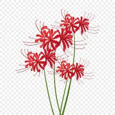 Lycoris PNG Transparent Images Free Download | Vector Files | Pngtree