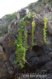 Image result for Hypoxis subspicata