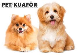 Pet Kuafor Kedi Kopek Trasi Ve Bakimi Etimesgut Veteriner Klinikleri