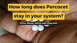 It will show up within a few hours of your latest use. How Long Does Percocet Stay In Your System Anaheim Lighthouse