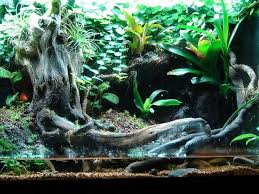 Paludarium Dendroboard Vivarium Fish Tank Terrarium Planted Aquarium
