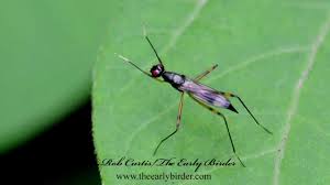 Image result for Alafia microstylis