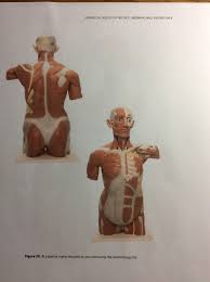 Contraction of the diaphragm causes it to descend towards the abdomen, increasing the space of the thoracic cavity and expanding the lungs. Solved Terminology Muscles That Move Pectoral Girdle Trap Chegg Com
