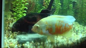 Oscar Fish Breeding Egg Laying Fertilizing Oscar Fish Fish Breeding Fish