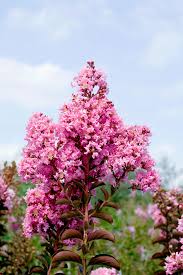 Maybe you would like to learn more about one of these? Crepe Myrtle Burke S Backyard