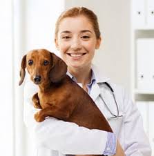 Sierra mobile pet spa will bring the ultimate grooming experience right to your doorstep. Spay And Neuter For Dogs And Cats In Rensselaer In Petvets On The Go