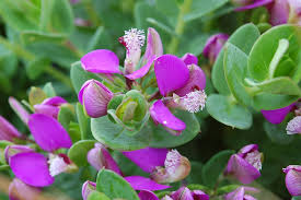 Image result for Polygala petitiana