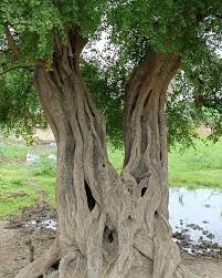 Image result for Salvadoraceae